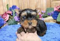 AKC Lark Yorkie Boy - 4.5lbs, a male Yorkshire Terrier for sale in Colville, WA – Photo 8 of 10
