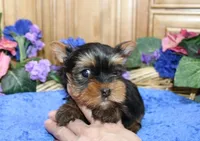 AKC Lark Yorkie Boy - 4.5lbs, a male Yorkshire Terrier for sale in Colville, WA – Photo 6 of 10