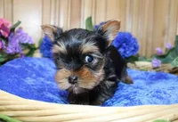 AKC Lark Yorkie Boy - 4.5lbs, a male Yorkshire Terrier for sale in Colville, WA – Photo 2 of 10