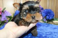 AKC Lark Yorkie Boy - 4.5lbs, a male Yorkshire Terrier for sale in Colville, WA – Photo 5 of 10