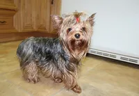 AKC Lazur expected 8 lbs, a male Yorkshire Terrier for sale in Colville, WA – Photo 10 of 10