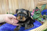 AKC Lazur expected 8 lbs, a male Yorkshire Terrier for sale in Colville, WA – Photo 6 of 10