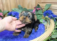 AKC Lazur expected 8 lbs, a male Yorkshire Terrier for sale in Colville, WA – Photo 8 of 10