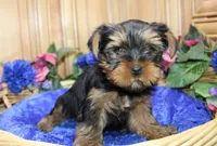 AKC Lazur expected 8 lbs, a male Yorkshire Terrier for sale in Colville, WA – Photo 3 of 10