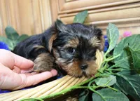 AKC Lazur expected 8 lbs, a male Yorkshire Terrier for sale in Colville, WA – Photo 7 of 10