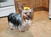 AKC Lazur expected 8 lbs, a male Yorkshire Terrier for sale in Colville, WA – Photo 9 of 10