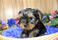 AKC Lazur expected 8 lbs, a male Yorkshire Terrier for sale in Colville, WA – Photo 1 of 10