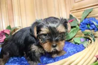 AKC Lazur expected 8 lbs, a male Yorkshire Terrier for sale in Colville, WA – Photo 5 of 10