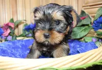AKC Lazur expected 8 lbs, a male Yorkshire Terrier for sale in Colville, WA – Photo 2 of 10