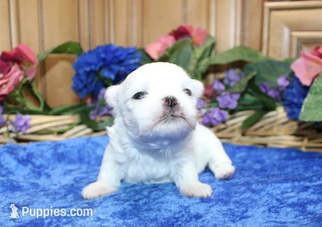AKC Mayor Maltese male puppy, a male Maltese for sale in Colville, WA – Photo 3 of 10