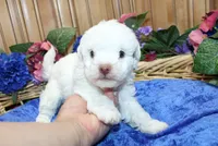 White Yorkie-Chon Boy Male , a male Bichon Frise and Yorkshire Terrier for sale in Colville, WA – 3 of 10