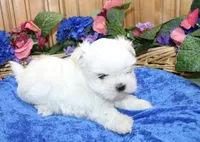 AKC Maltese male Samur - adult size 5.5 lbs, a male Maltese for sale in Colville, WA – 6 of 9