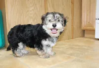 Bobby Boy - Yorkie Bichon mix, a male Yorkshire Terrier for sale in Colville, WA – Photo 3 of 10