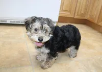 Bobby Boy - Yorkie Bichon mix, a male Yorkshire Terrier for sale in Colville, WA – Photo 7 of 10