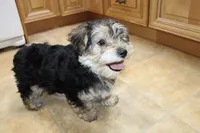 Bobby Boy - Yorkie Bichon mix, a male Yorkshire Terrier for sale in Colville, WA – Photo 6 of 10