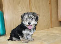 Bobby Boy - Yorkie Bichon mix, a male Yorkshire Terrier for sale in Colville, WA – Photo 8 of 10