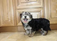 Bobby Boy - Yorkie Bichon mix, a male Yorkshire Terrier for sale in Colville, WA – Photo 5 of 10