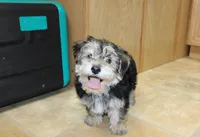 Bobby Boy - Yorkie Bichon mix, a male Yorkshire Terrier for sale in Colville, WA – Photo 4 of 10