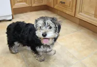 Bobby Boy - Yorkie Bichon mix, a male Yorkshire Terrier for sale in Colville, WA – Photo 1 of 10