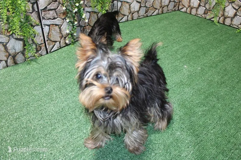 AKC Ismal Yorkie - 5 lbs