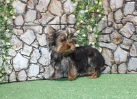 AKC Ismal Yorkie - 5 lbs, a male Yorkshire Terrier for sale in Colville, WA – Photo 7 of 10