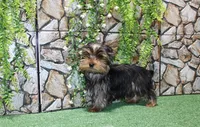 AKC Ismal Yorkie - 5 lbs, a male Yorkshire Terrier for sale in Colville, WA – Photo 6 of 10