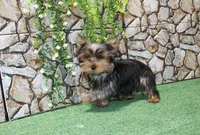 AKC Ismal Yorkie - 5 lbs, a male Yorkshire Terrier for sale in Colville, WA – Photo 3 of 10