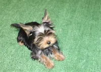 AKC Ismal Yorkie - 5 lbs, a male Yorkshire Terrier for sale in Colville, WA – Photo 2 of 10