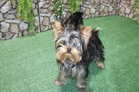 AKC Ismal Yorkie - 5 lbs, a male Yorkshire Terrier for sale in Colville, WA – Photo 8 of 10
