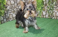 AKC Ismal Yorkie - 5 lbs, a male Yorkshire Terrier for sale in Colville, WA – Photo 4 of 10
