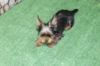 AKC Ismal Yorkie - 5 lbs, a male Yorkshire Terrier for sale in Colville, WA – Photo 5 of 10