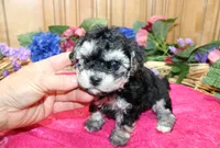 White Yorkie-Chon Barina female, a male Bichon Frise and Yorkshire Terrier for sale in Colville, WA – 5 of 9