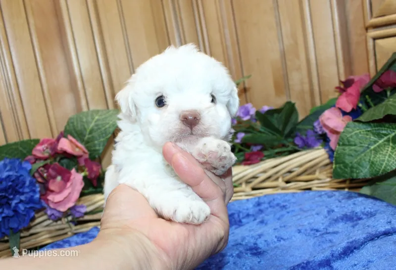 White Yorkie-Chon Boy Male  – Bichon Frise, Yorkshire Terrier puppy for sale in Colville, WA