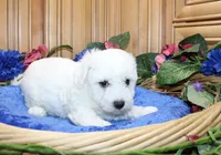 AKC Bichon Frise Charl - Male, a male Bichon Frise for sale in Evans, WA – 4 of 9