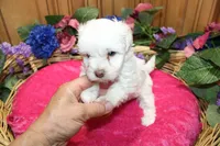 White Yorkie-Chon Bella female, a male Bichon Frise and Yorkshire Terrier for sale in Colville, WA – 8 of 10