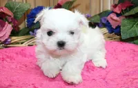 AKC Maltese female Zina - adult size 6 lbs, a female Maltese for sale in Colville, WA – 3 of 8