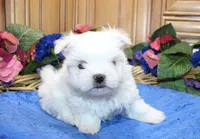 AKC Maltese male Zevs - adult size 5.5 lbs, a male Maltese for sale in Colville, WA – 1 of 8