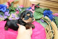 AKC Irinka Yorkshire Terrier Girl - adult size 6 lbs, a female Yorkshire Terrier for sale in Colville, WA – 8 of 8