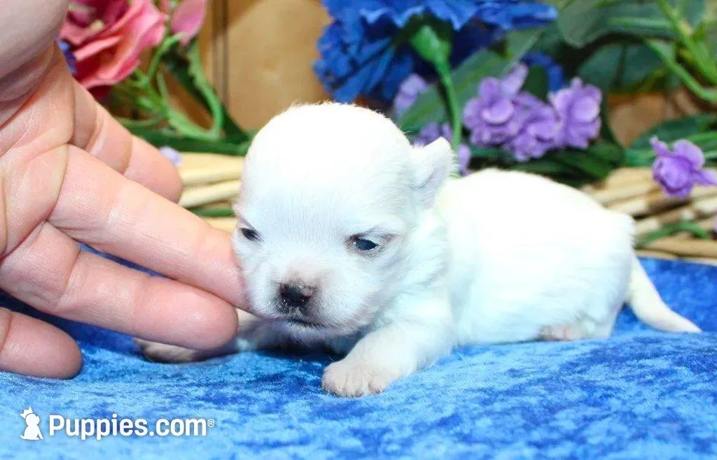 AKC Miki Maltese male puppy, a male Maltese for sale in Colville, WA – Photo 6 of 9