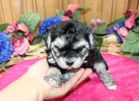 White Yorkie-Chon Barina female, a male Bichon Frise and Yorkshire Terrier for sale in Colville, WA – 3 of 9