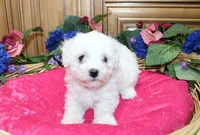 AKC Bichon Frise Chalsie - Female, a female Bichon Frise for sale in Evans, WA – 3 of 6