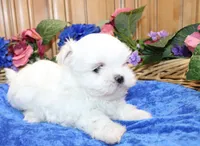 AKC Maltese male Samur - adult size 5.5 lbs, a male Maltese for sale in Colville, WA – 4 of 9