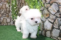 AKC Mayor Maltese male puppy 5.5 lbs as adult, a male Maltese for sale in Colville, WA – 2 of 10