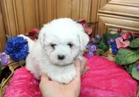 AKC Bichon Frise Charmie - Female, a female Bichon Frise for sale in Evans, WA – 2 of 5