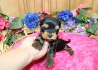 AKC Irinka Yorkshire Terrier Girl - adult size 6 lbs, a female Yorkshire Terrier for sale in Colville, WA – 5 of 8