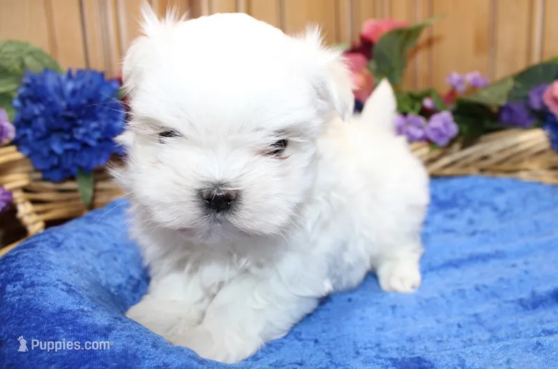 AKC Maltese male Sarat - adult size 5 lbs – Maltese puppy for sale in Colville, WA