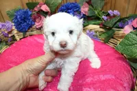 White Yorkie-Chon Bella female, a male Bichon Frise and Yorkshire Terrier for sale in Colville, WA – 7 of 10
