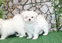 AKC Mario Maltese male puppy 4.5 lbs as adult, a male Maltese for sale in Colville, WA – 5 of 9