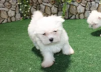 AKC Mayor Maltese male puppy 5.5 lbs as adult, a male Maltese for sale in Colville, WA – 3 of 10