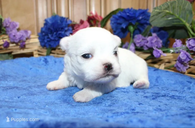 AKC Mayor Maltese male puppy – Maltese puppy for sale in Colville, WA